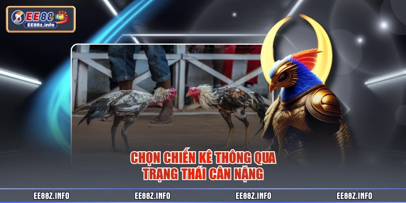 Chọn chiến kê thông qua trạng thái cân nặng