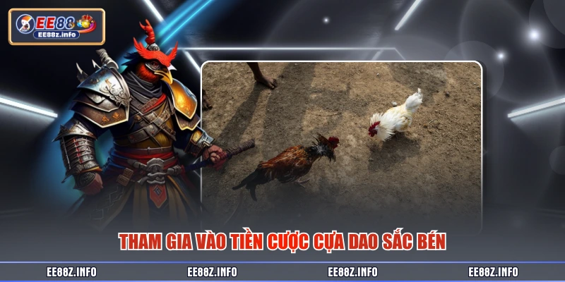 Tham gia vào tiền cược cựa dao sắc bén