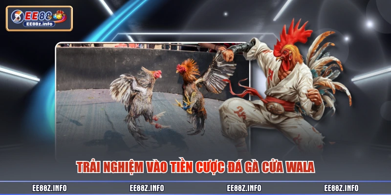 Trải nghiệm vào tiền cược đá gà cửa Wala